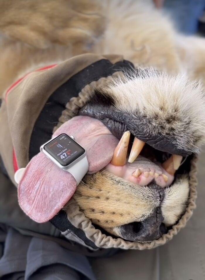 Close-up of a leopard’s mouth with a tongue showing a smartwatch, highlighting daily life as a wildlife vet.