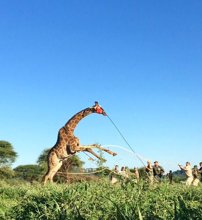 Wildlife vet team using ropes to safely capture and handle a giraffe in a grassy outdoor environment.