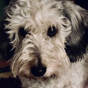 wendy_willems avatar