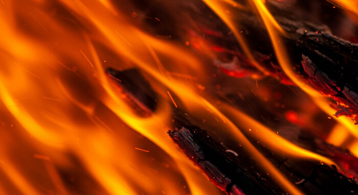 Best Nature Macro Shots I Captured Last Week