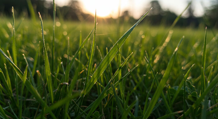 Best Nature Macro Shots I Captured Last Week