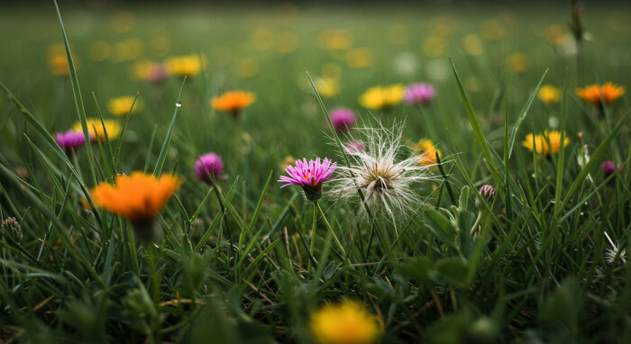 Best Nature Macro Shots I Captured Last Week