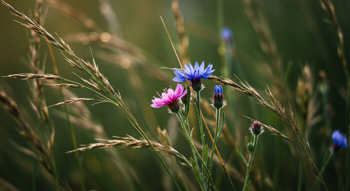 Best Nature Macro Shots I Captured Last Week