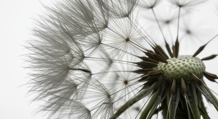Best Nature Macro Shots I Captured Last Week