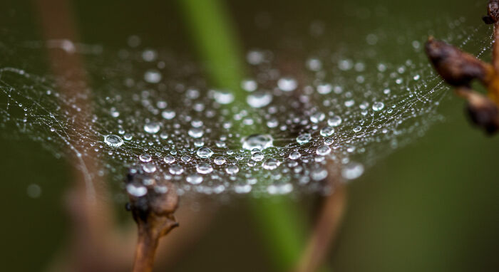Best Nature Macro Shots I Captured Last Week
