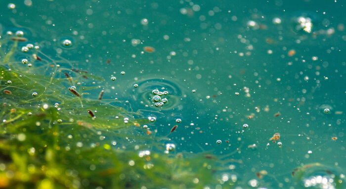 Best Nature Macro Shots I Captured Last Week