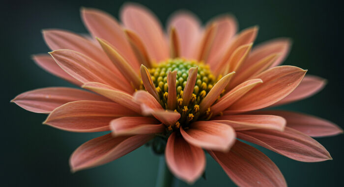 Best Nature Macro Shots I Captured Last Week