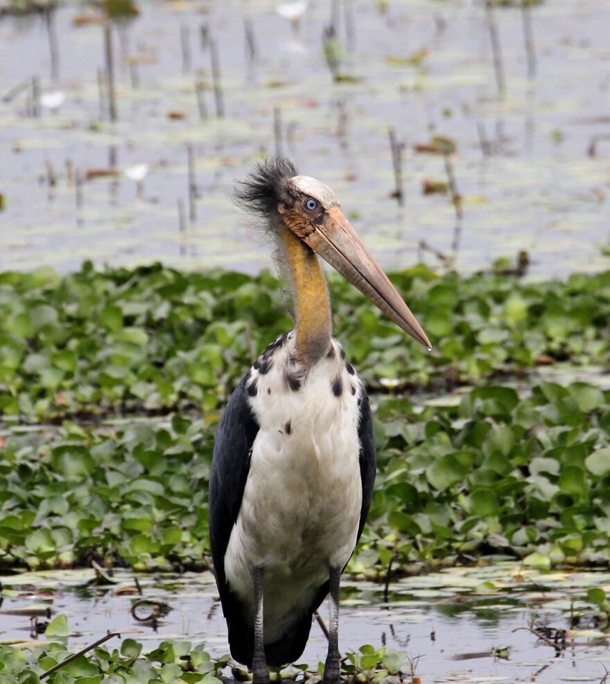 Avian Friend Avian Friend