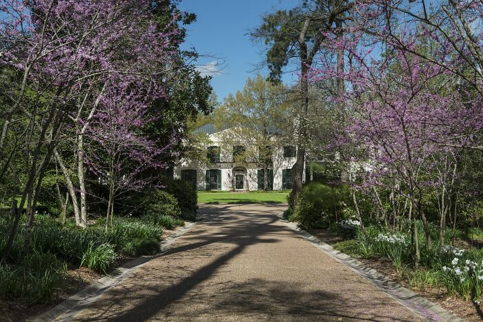 Historic home seen at the end of a tree-lined driveway with blooming pink flowers and lush greenery on both sides.