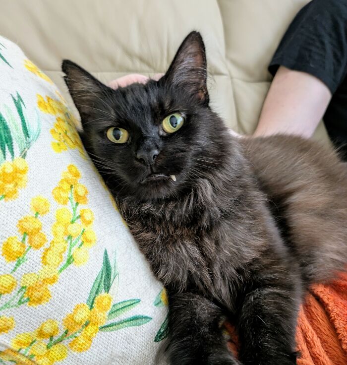 My Cat Zephyr And Her Fang. It Remains Like This At All Times, Doesn't Affect Her Eating And Doesn't Bother Her In The Slightest