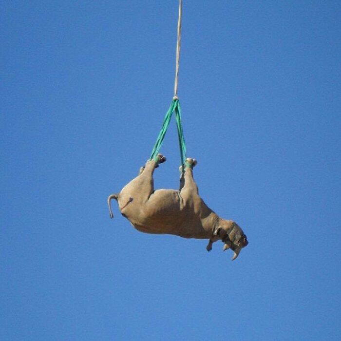 Sedated rhino being airlifted with straps against a clear blue sky, showing wildlife vet conservation efforts.