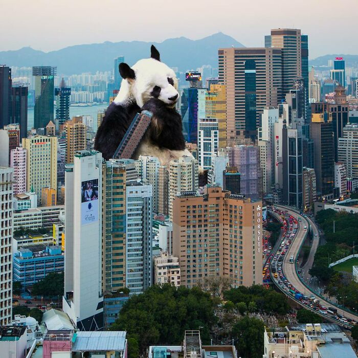 Giant panda playing among tall buildings in Hong Kong cityscape, a surreal panda edit by SurrealHK.