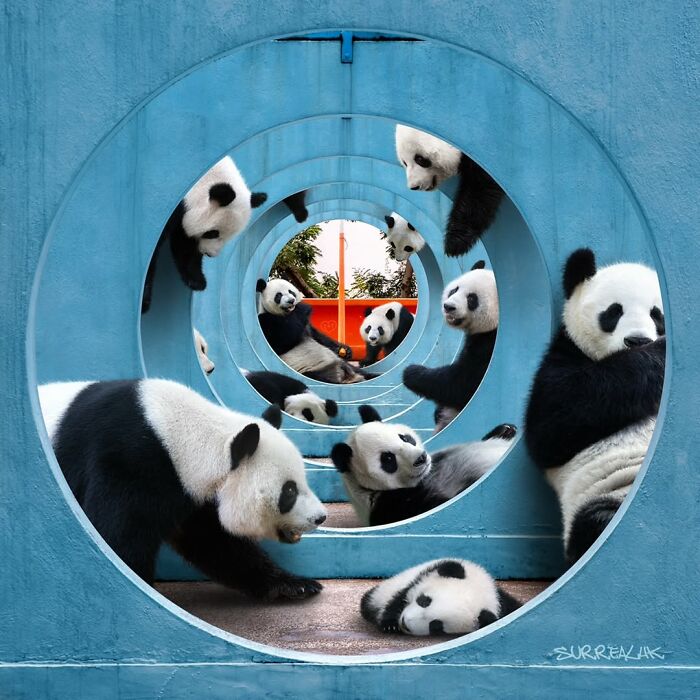 Multiple pandas play inside a surreal blue circular tunnel, a creative panda edit by SurrealHK transforming Hong Kong scenes.