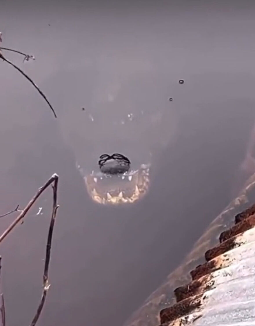 Alligator partially submerged in murky water with visible teeth, showcasing scary moments from nature to make people go nope.