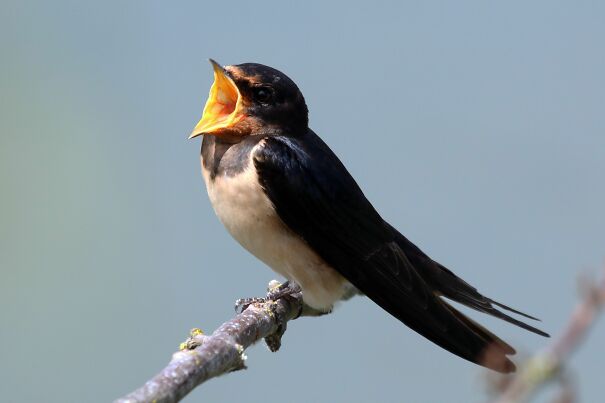 Swallow-Desktop.jpg