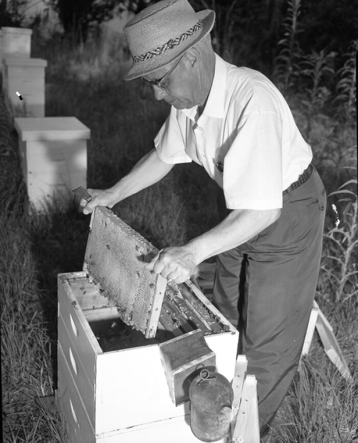 Man inspecting beehive frame outdoors, showcasing iconic glimpses into everyday life in 1950s Florida.