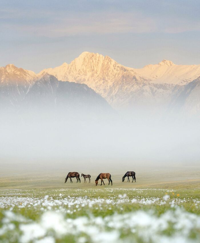 Horses grazing on a misty field with snow-capped mountains in the background, showcasing breathtaking landscape photography.
