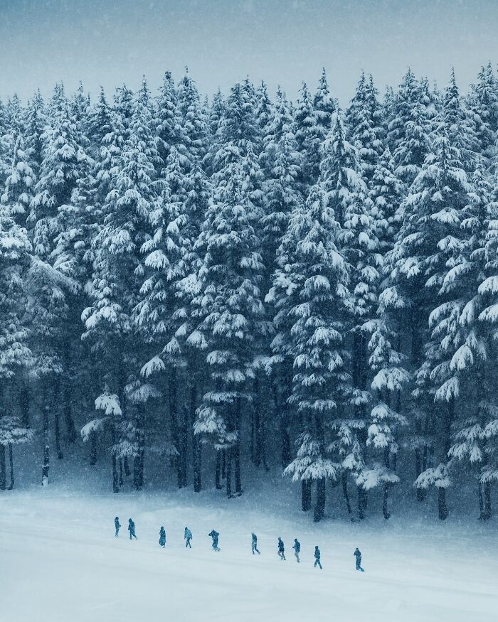 Snow-covered forest landscape with hikers walking in a row, showcasing breathtaking landscape shots resembling a fantasy scene.