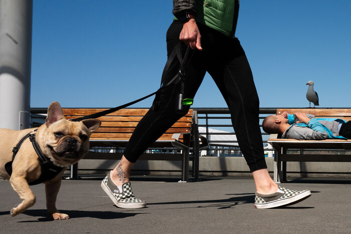 Photographer snaps a coincidental moment of a person walking a dog past a man lying on a bench with a bird nearby.