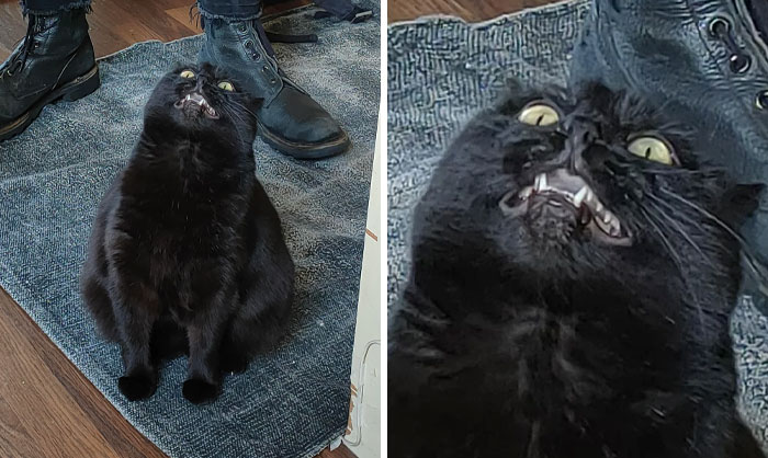 Black cat making a hilariously unphotogenic face while sitting on a rug near black boots indoors.