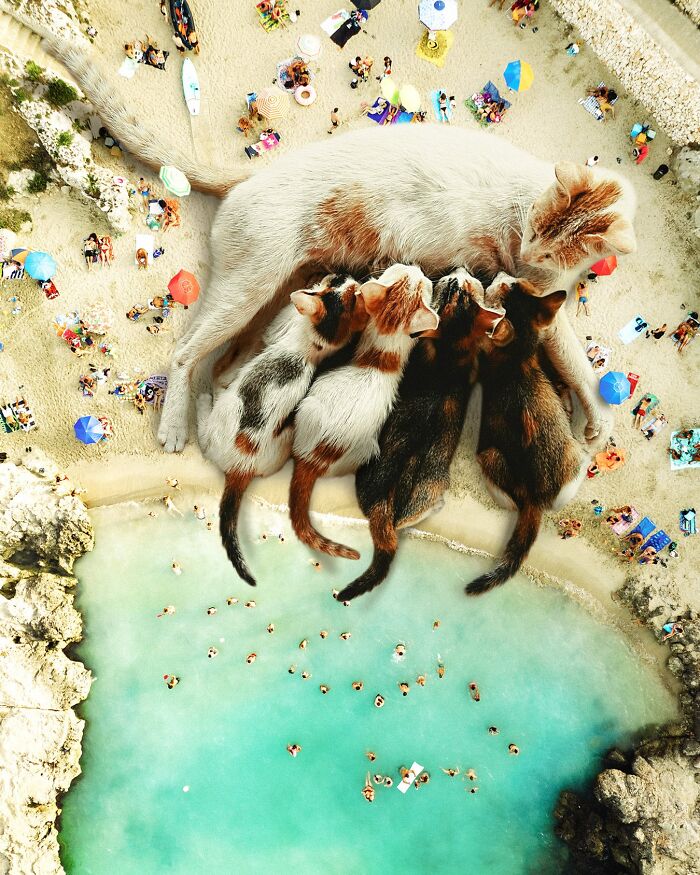Surreal parallel universe image of giant cats nursing on a beach with tiny people swimming and sunbathing nearby.