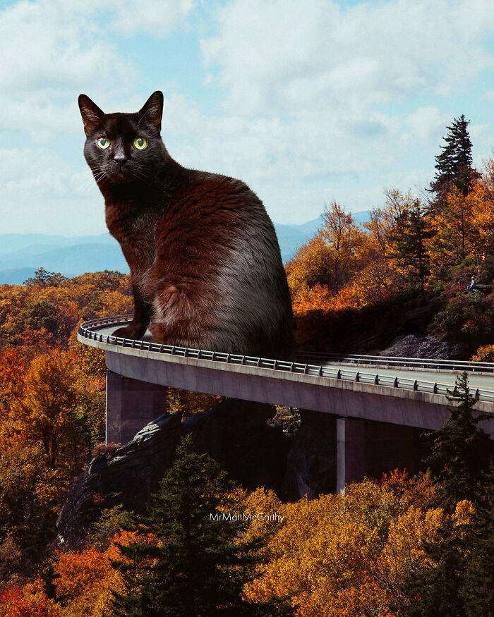 Giant black cat sits on a curved highway bridge in a surreal parallel universe with autumn forest surroundings.