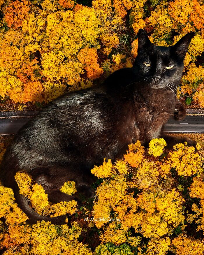 Giant black cat lounging over autumn forest, surreal parallel universe art depicting cats as colossal rulers.