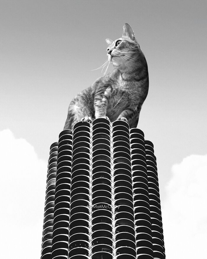 Giant cat perched atop a tall building in a surreal parallel universe imagined by an artist.