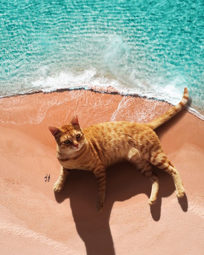 Giant cat lounging on a surreal beach shore in a parallel universe where giant cats reign over the landscape.