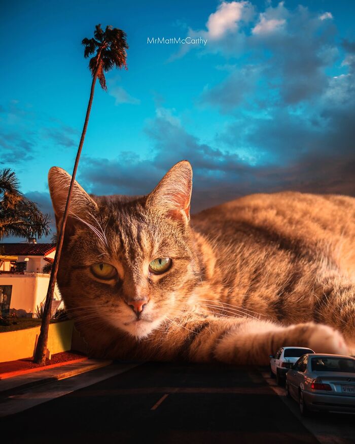 Giant cat lounging on a street at sunset in a surreal parallel universe where giant cats reign.