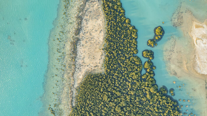 Aerial view of lush green mangroves surrounded by clear turquoise water, showcasing mangrove photography awards subject.
