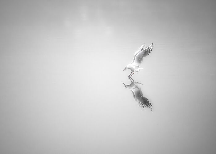 A seagull with wings spread, poised above calm water reflecting its image, featured in mangrove photography awards.