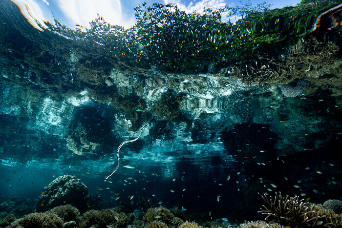 Underwater mangrove roots with diverse fish and a sea snake captured in stunning mangrove photography awards image.