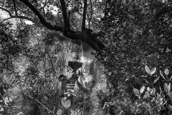 Workers harvesting in a dense mangrove forest with sunlight filtering through the foliage, captured in a stunning black and white photo.