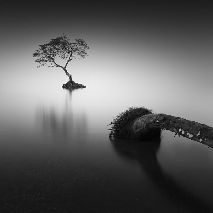 Solitary mangrove tree and roots in calm water, captured in striking black and white for mangrove photography awards.