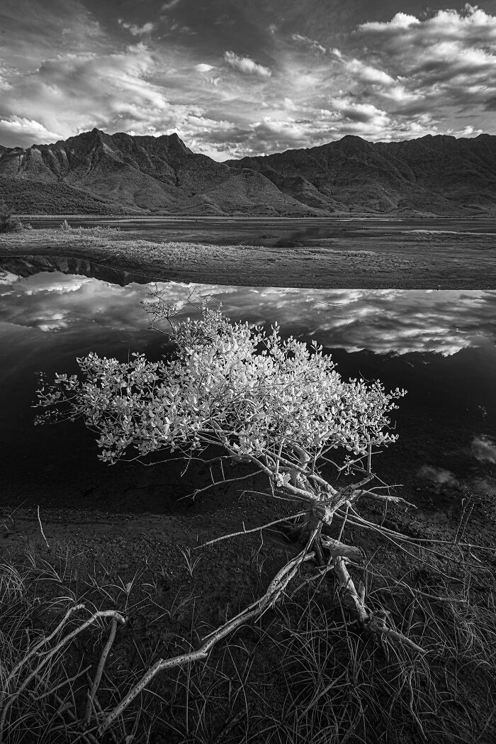 Black and white mangrove tree with roots in water reflecting clouds and mountains, featured in mangrove photography awards.