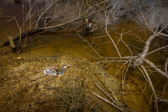 Dead bird lying on muddy ground among tangled mangrove roots in a striking mangrove photography awards image.