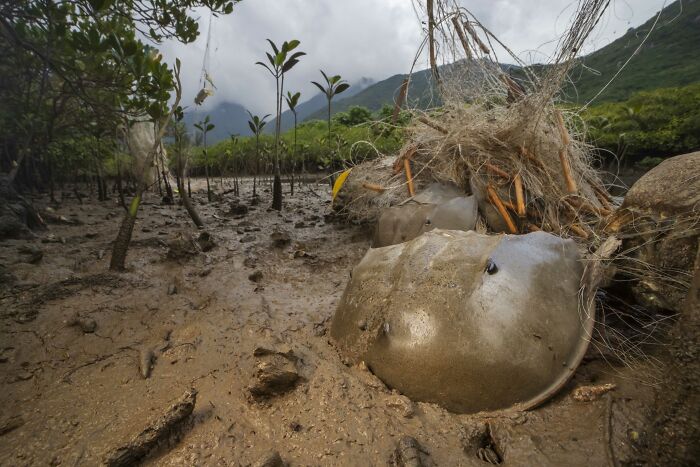 Horseshoe crab partially buried in muddy mangrove forest with young trees and mountains in the background.