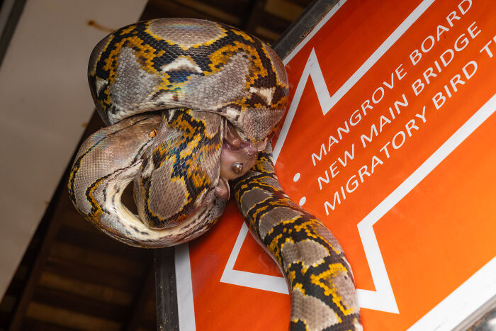 Python snake coiled around an orange mangrove board sign at the 2025 mangrove photography awards event.