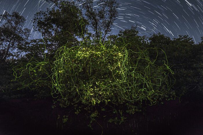 Night scene of glowing fireflies and star trails over mangrove trees in a spectacular mangrove photography awards image