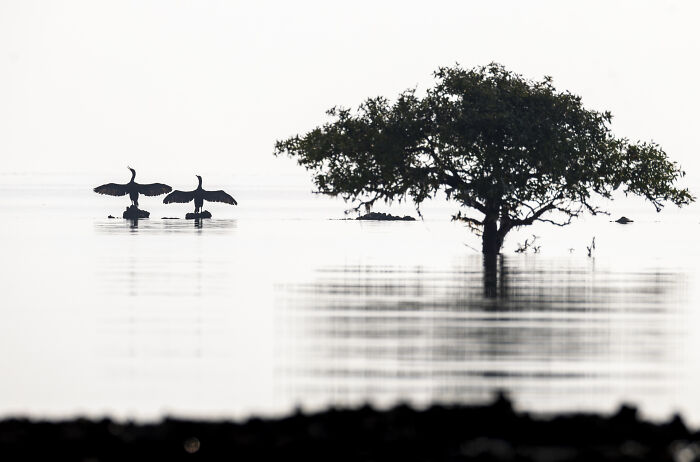 Two birds with outstretched wings perched on a post near a solitary mangrove tree in calm water, mangrove photography.