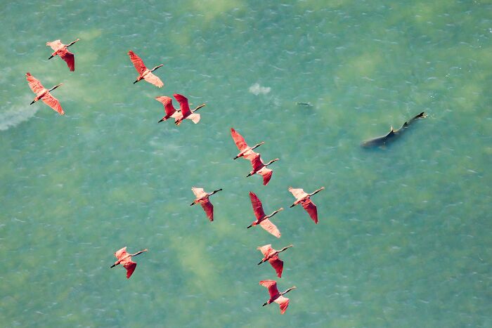 Aerial view of red birds flying over turquoise water with a shark visible below in mangrove photography awards.