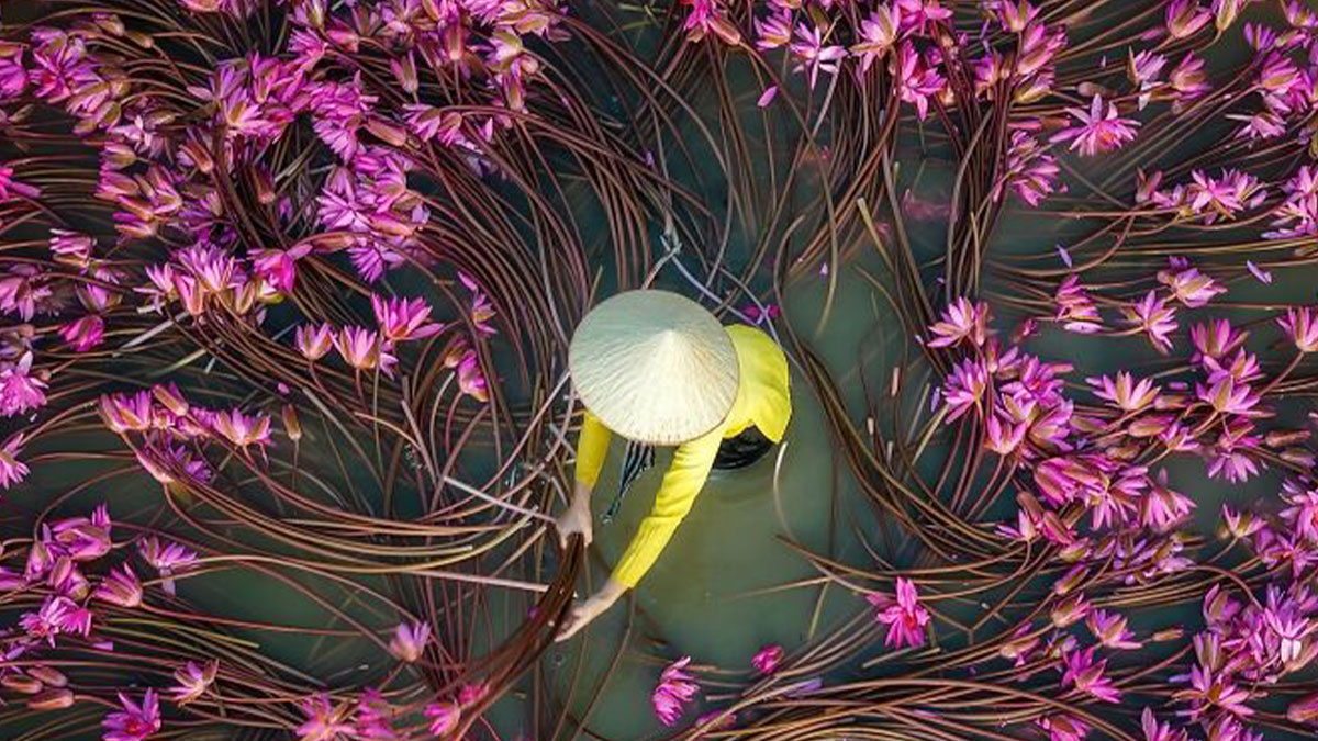 A person wearing a conical hat harvesting pink water lilies in a pond, capturing the soul of Asia in stunning photography.