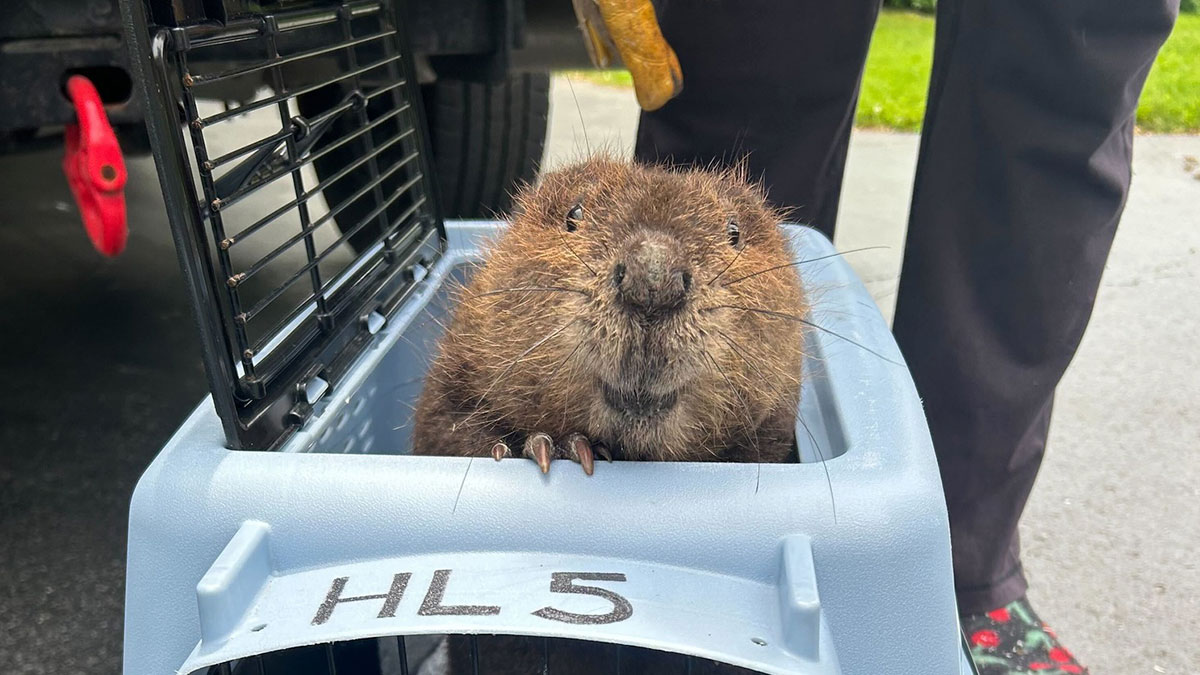 Baby beaver with a grateful smile inside a carrier after rescue by a wildlife center, close-up of its face and fur.