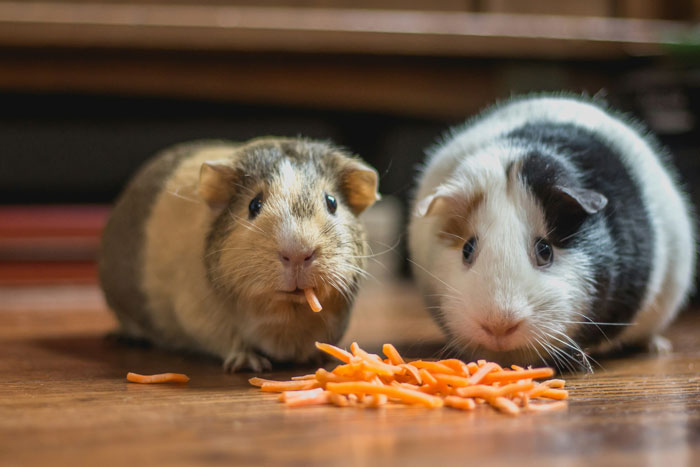 Two guinea pigs eating shredded carrots on a wooden floor, illustrating neighbor won’t babysit undisciplined kid story. Two guinea pigs eating shredded carrots on a wooden floor, illustrating neighbor won’t babysit undisciplined kid story.