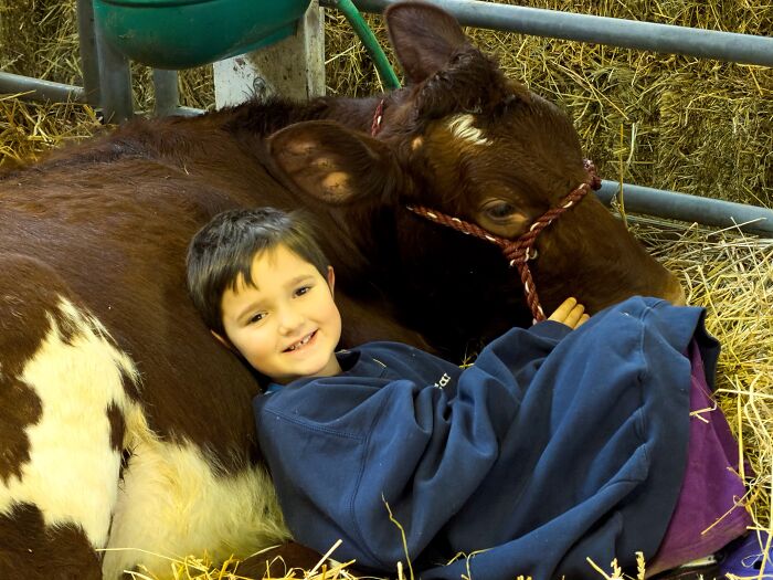 Child cuddling a large brown and white calf in a barn, illustrating a calm babysitter moment before creepy stories unfold
