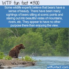 bear-beauty-6873b6d0b29d2.jpg