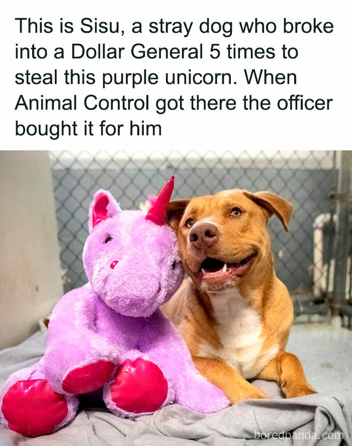 Stray dog with a purple unicorn toy inside shelter, showing the beauty of planet earth through acts of kindness.