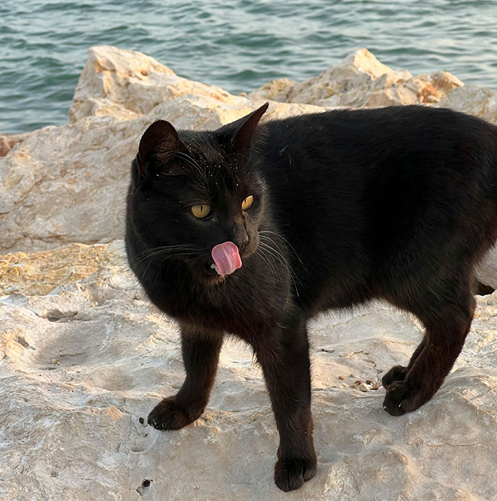 Black cat on rocky shore at dusk, resembling a mysterious figure in a full-body cat suit crawling around the neighborhood at night. Black cat on rocky shore at dusk, resembling a mysterious figure in a full-body cat suit crawling around the neighborhood at night.