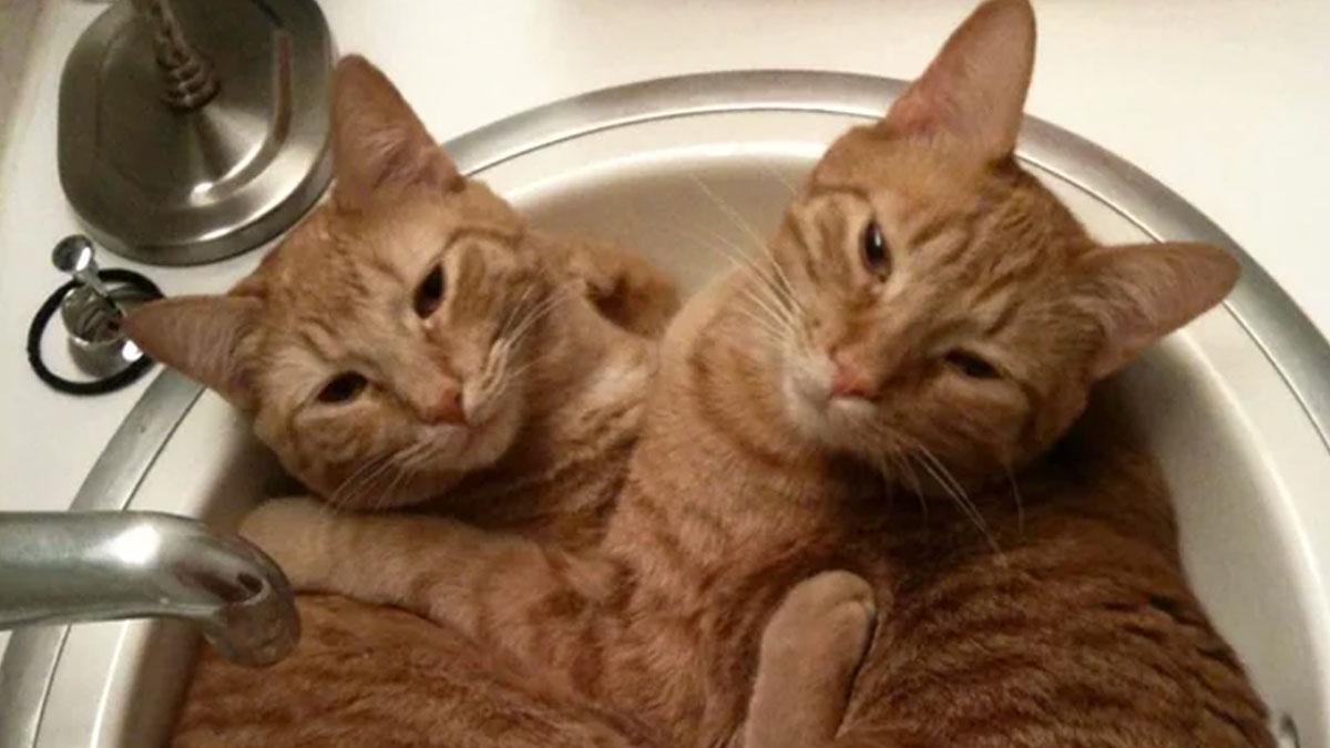 Two bonded pairs of orange tabby cats cuddling closely together inside a bathroom sink for light and comfort.